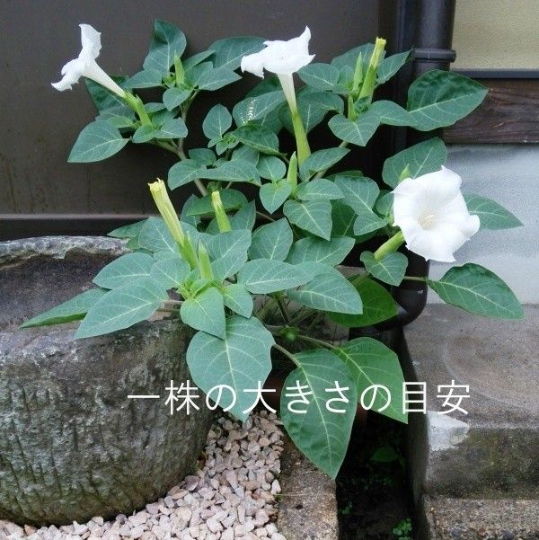 春まき花の種　　「チョウセンアサガオ」25粒　一年草