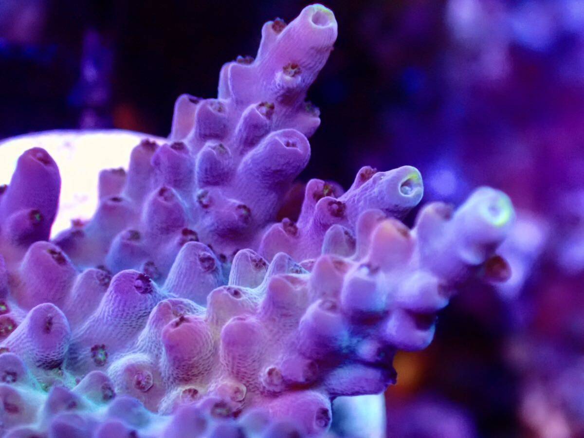 RYブリード個体【ultra grade acropora Elkhorn】オーストラリア産サンゴの画像3