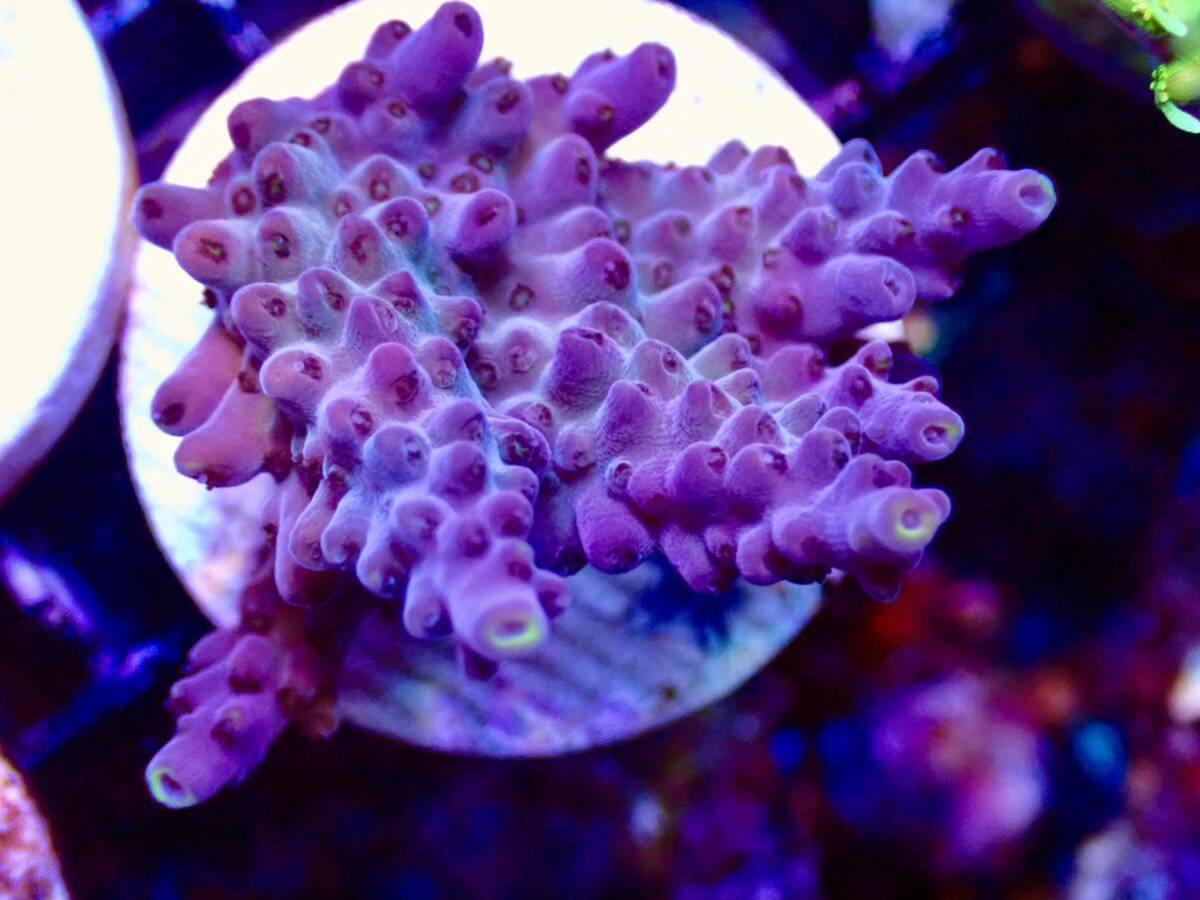 RYブリード個体【ultra grade acropora Elkhorn】オーストラリア産サンゴの画像1