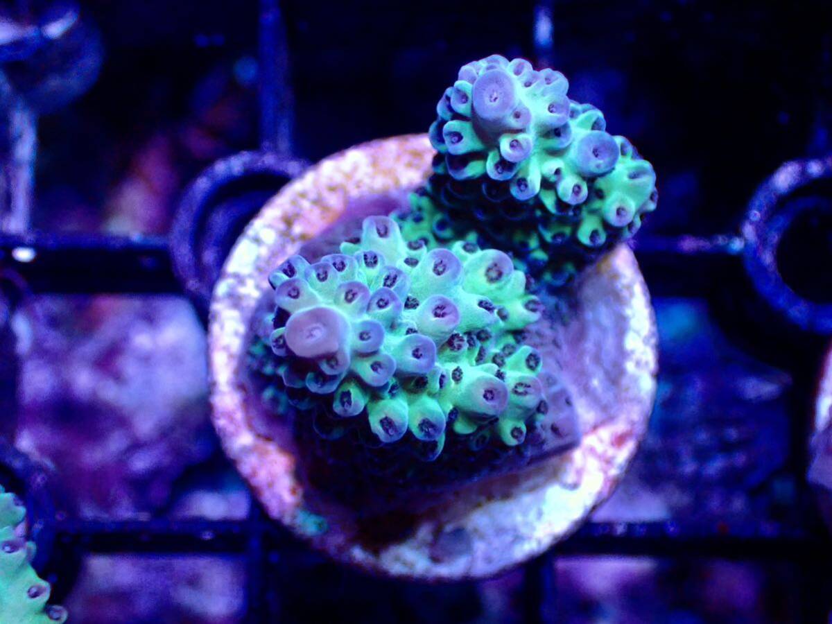 激レア個体【IF ultra grade acropora blueberry Nasuta】オーストラリア産サンゴの画像1