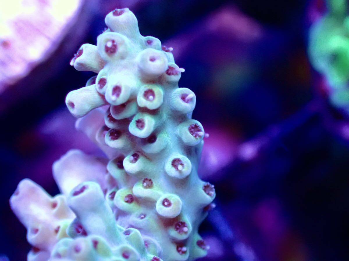 激レア個体【ultra grade acropora polyp red】オーストラリア産サンゴの画像4