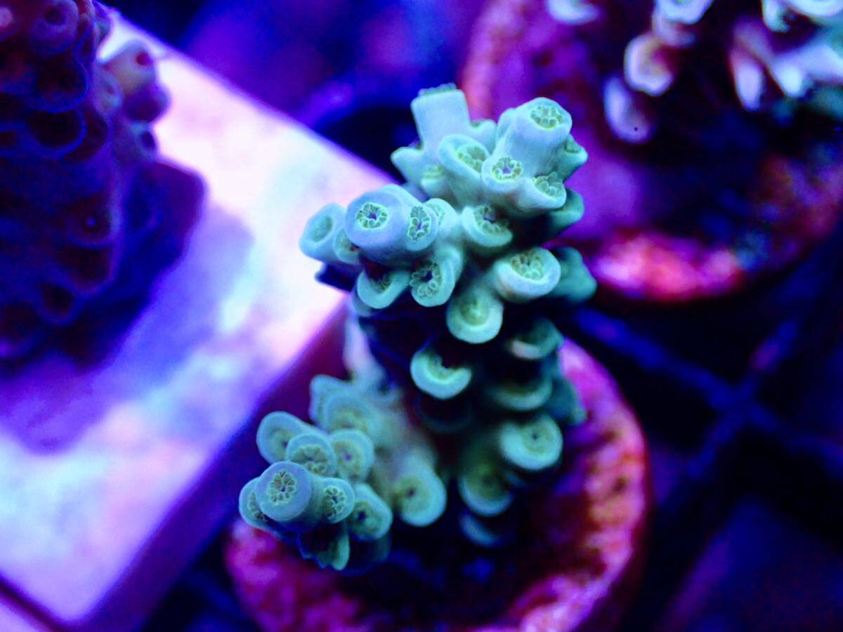 激レア個体【IF ultra grade acropora Selago blue】オーストラリア産サンゴの画像1