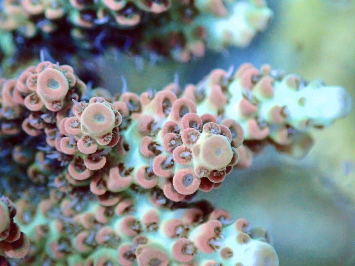 超激レア ネームド個体【UCA Dragon Fruits】色揚げ個体 ドラゴンフルーツ オーストラリア産サンゴの画像4