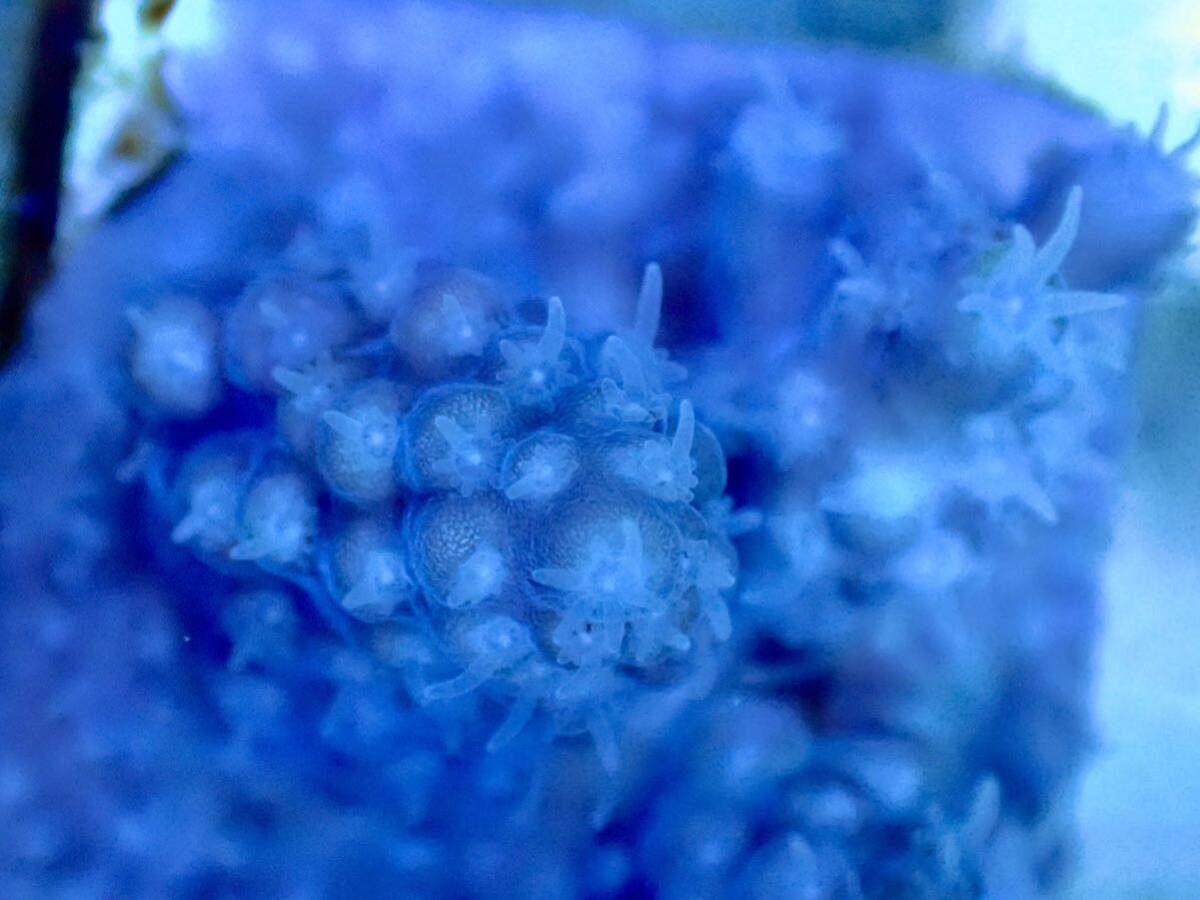 100円スタート【IF ultra gread acropora hyacinthus】オーストラリア産 ミドリイシ の画像2