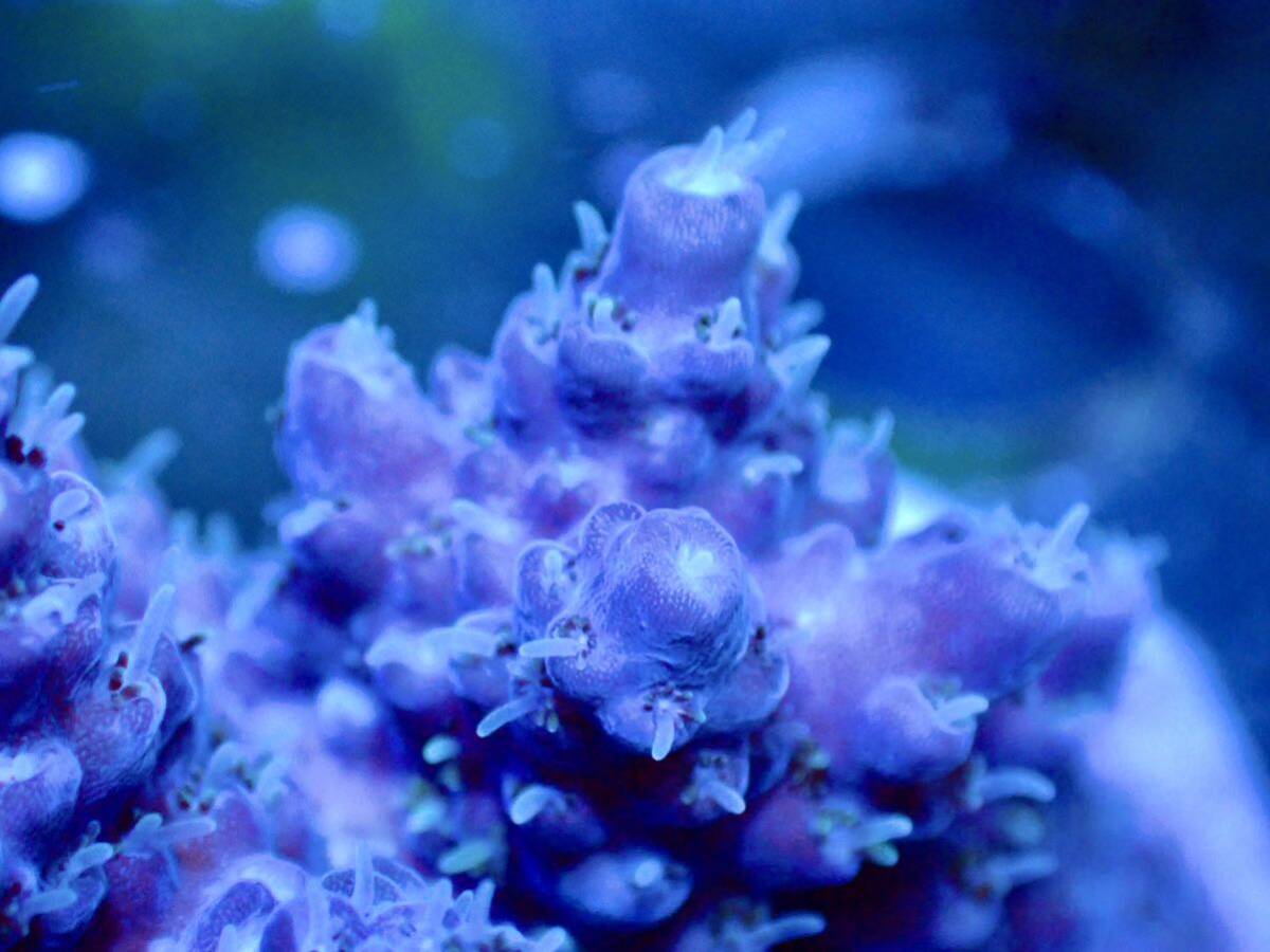 GW セール【IF ultra gread acropora hyacinthus】オーストラリア産 ミドリイシの画像3