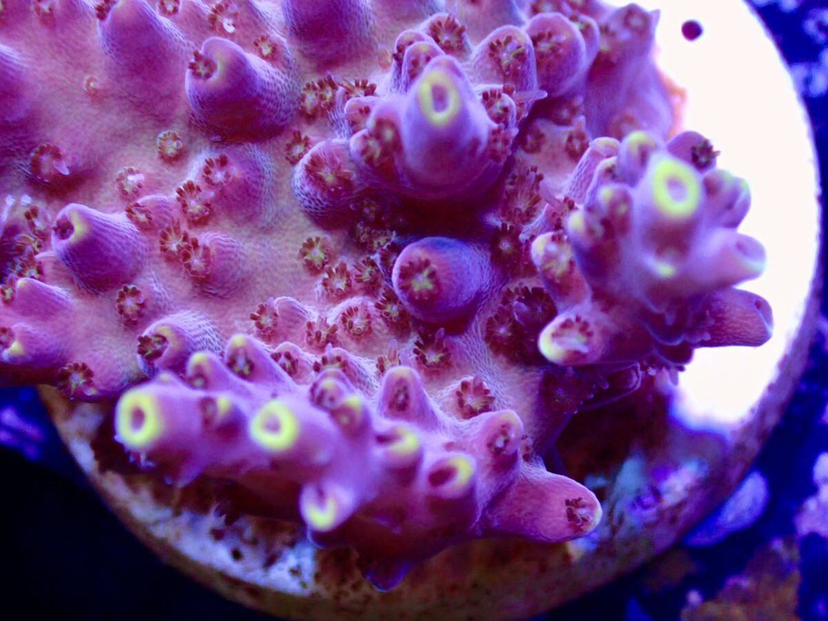 GW セール RYブリード個体【ultra grade acropora Elkhorn】オーストラリア産サンゴの画像3