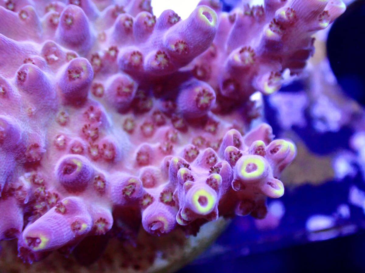 GW セール RYブリード個体【ultra grade acropora Elkhorn】オーストラリア産サンゴの画像2