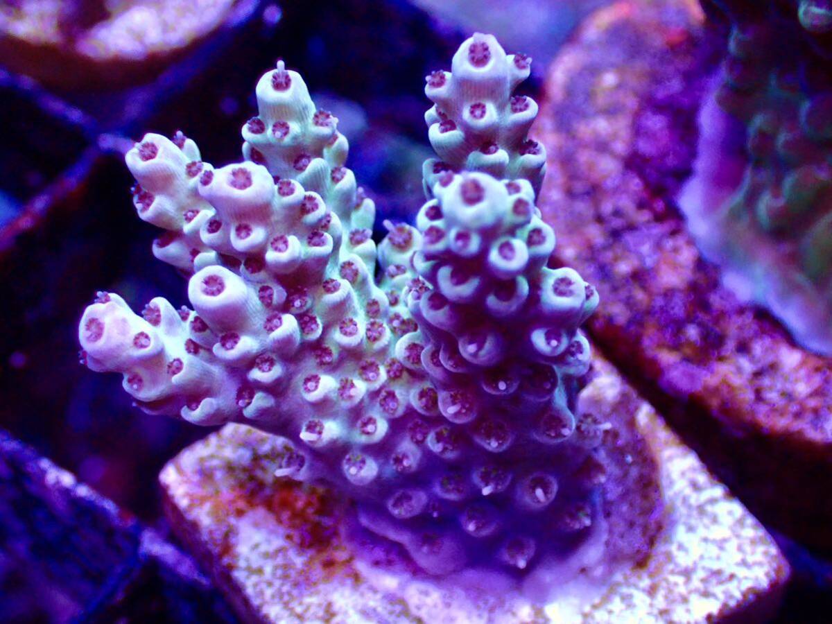 GW セール 激レア個体【ultra grade acropora polyp red】オーストラリア産サンゴの画像3