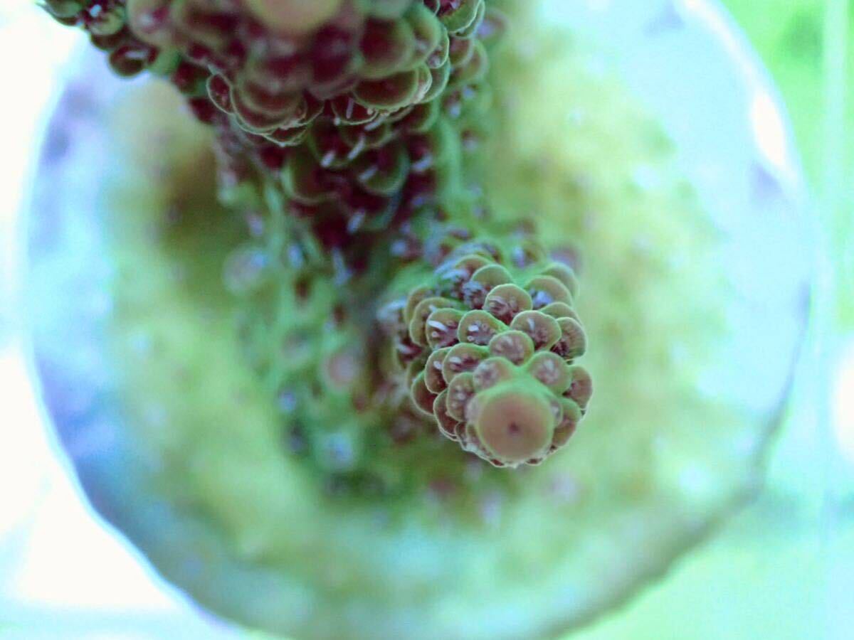 GW セール 超激レア ネームド個体【UCA Dragon Fruits】色揚げ個体 ドラゴンフルーツ オーストラリア産サンゴの画像2