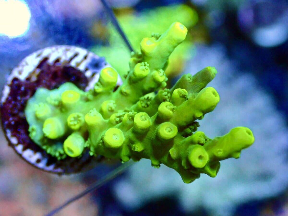 GW セール RYブリード個体【RY ultra grade acropora yellow-tip】オーストラリア産サンゴの画像4