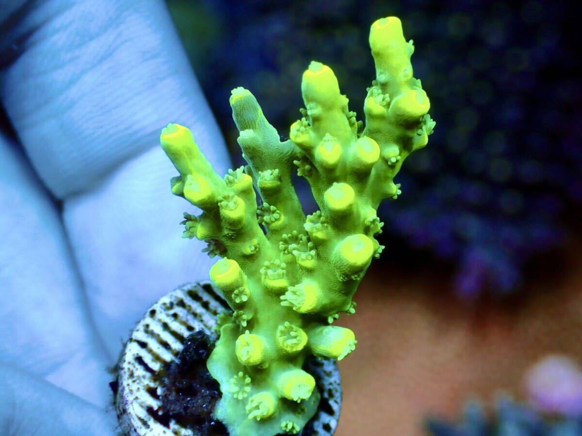 GW セール RYブリード個体【RY ultra grade acropora yellow-tip】オーストラリア産サンゴの画像1