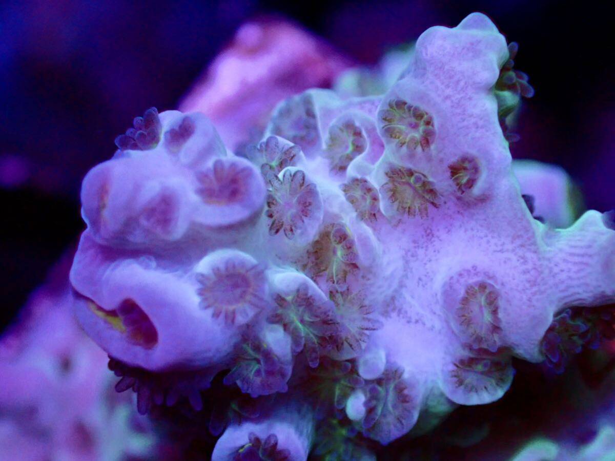 GW セール 超激レアネームド個体 出品ラスト【CDU master grade acropora Homewrecker】オーストラリア産サンゴの画像2