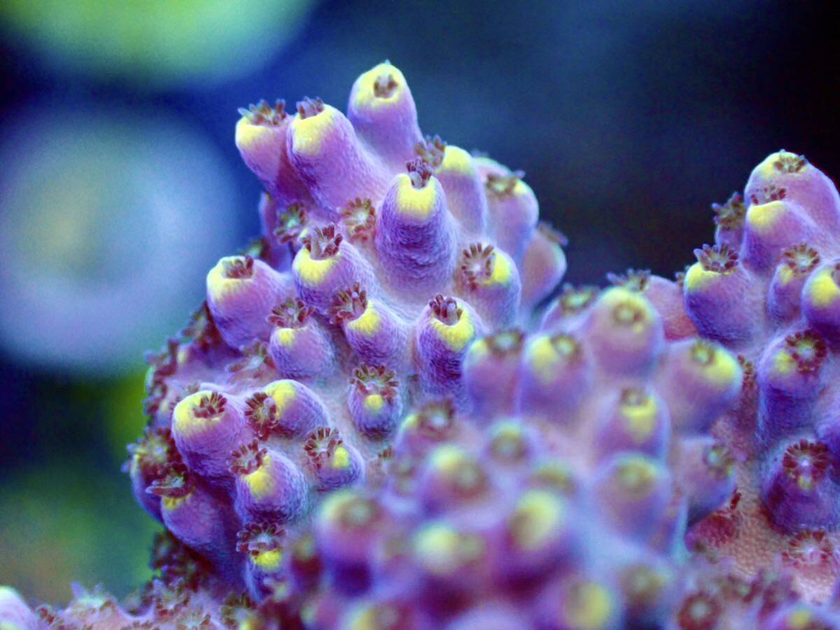 GWセール RYブリード個体【ultra grade acropora Elkhorn】オーストラリア産サンゴの画像2