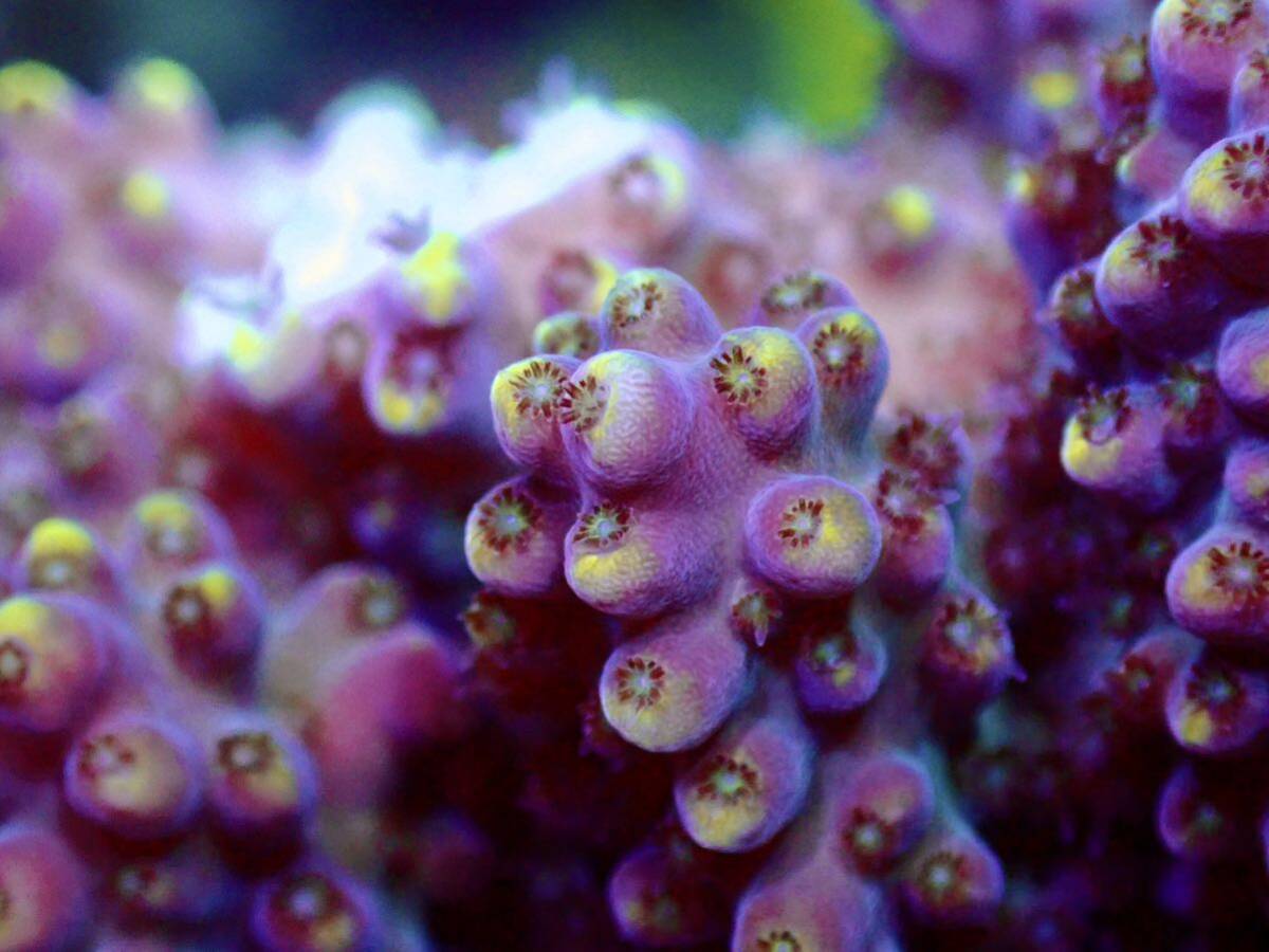 GWセール RYブリード個体【ultra grade acropora Elkhorn】オーストラリア産サンゴの画像3