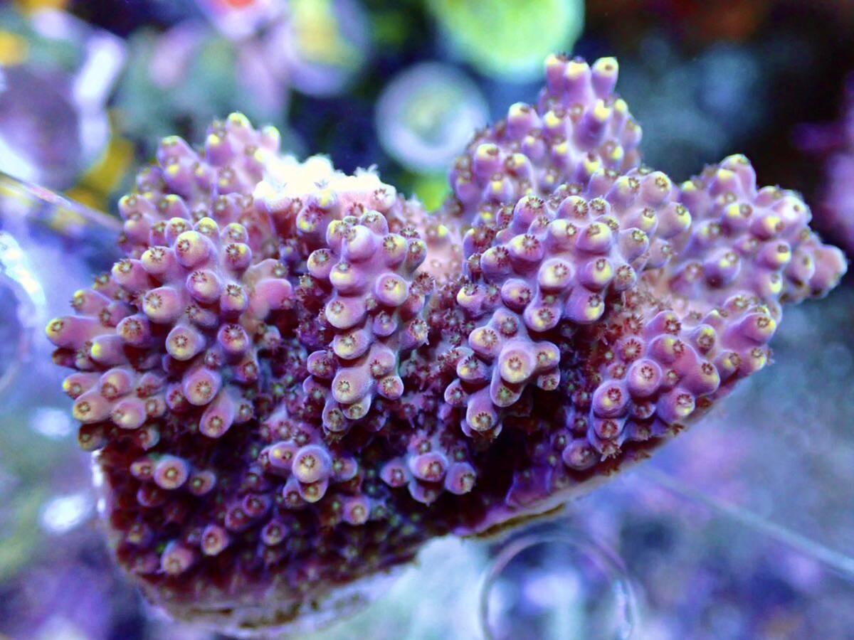 GWセール RYブリード個体【ultra grade acropora Elkhorn】オーストラリア産サンゴの画像1