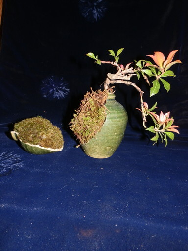 小品盆栽　あせび（馬酔木）創作盆栽　割れた小壺にアセビ　苔　高さ13cm_画像1