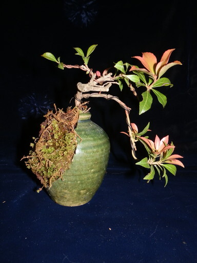 小品盆栽　あせび（馬酔木）創作盆栽　割れた小壺にアセビ　苔　高さ13cm_画像2