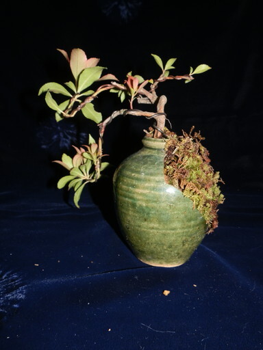 小品盆栽　あせび（馬酔木）創作盆栽　割れた小壺にアセビ　苔　高さ13cm_画像3