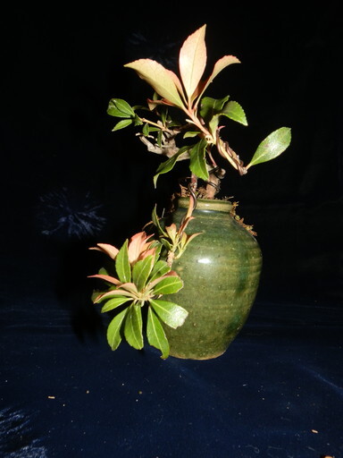 小品盆栽　あせび（馬酔木）創作盆栽　割れた小壺にアセビ　苔　高さ13cm_画像10