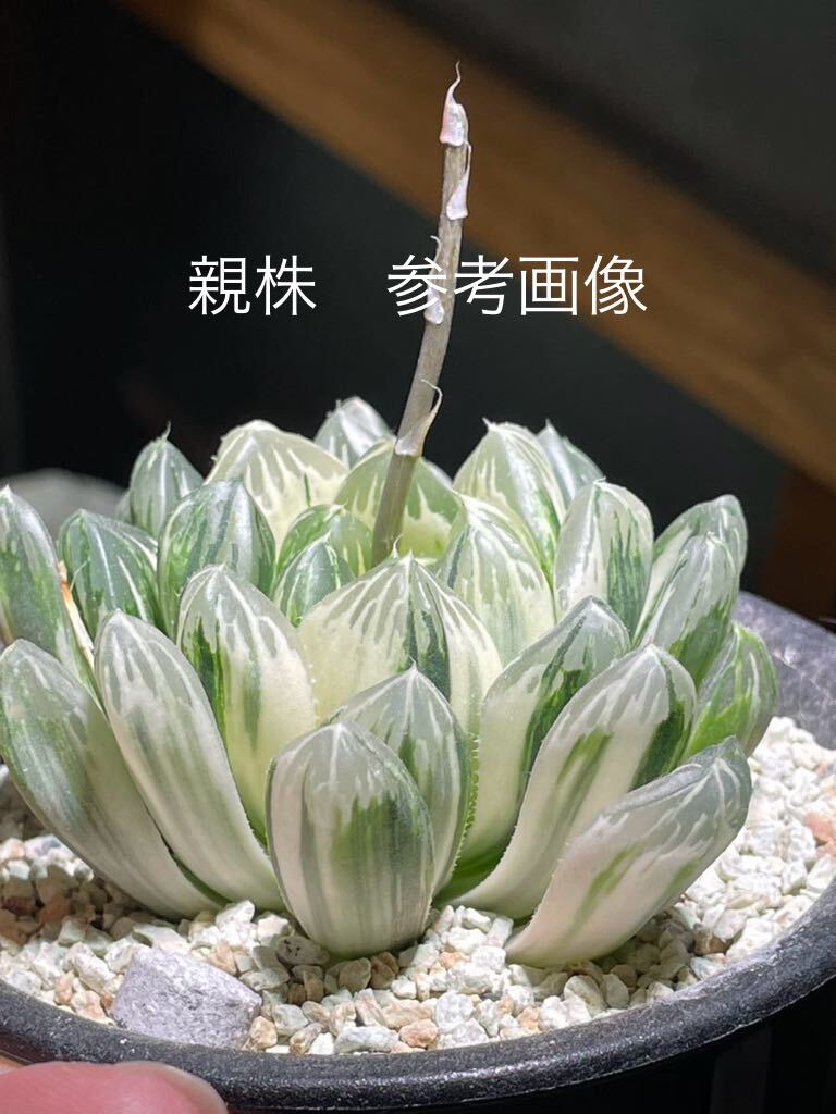 多肉植物　ハオルチア　新オブツーサ錦　小苗2苗+おまけおばけ2苗(゜o゜;_画像2