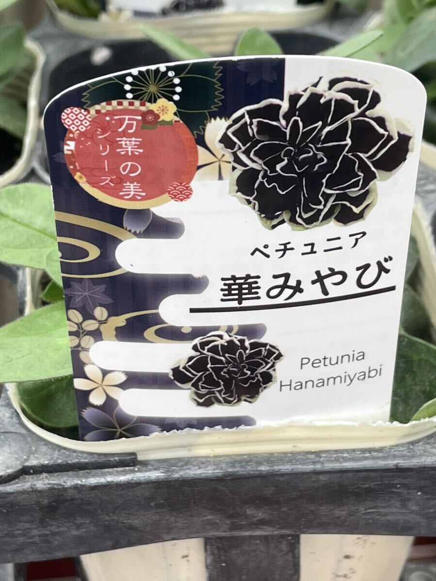 【1円即決】ガーデニング 花苗 ペチュニア ３鉢セット【万葉の美シリーズ 華みやび】の画像1