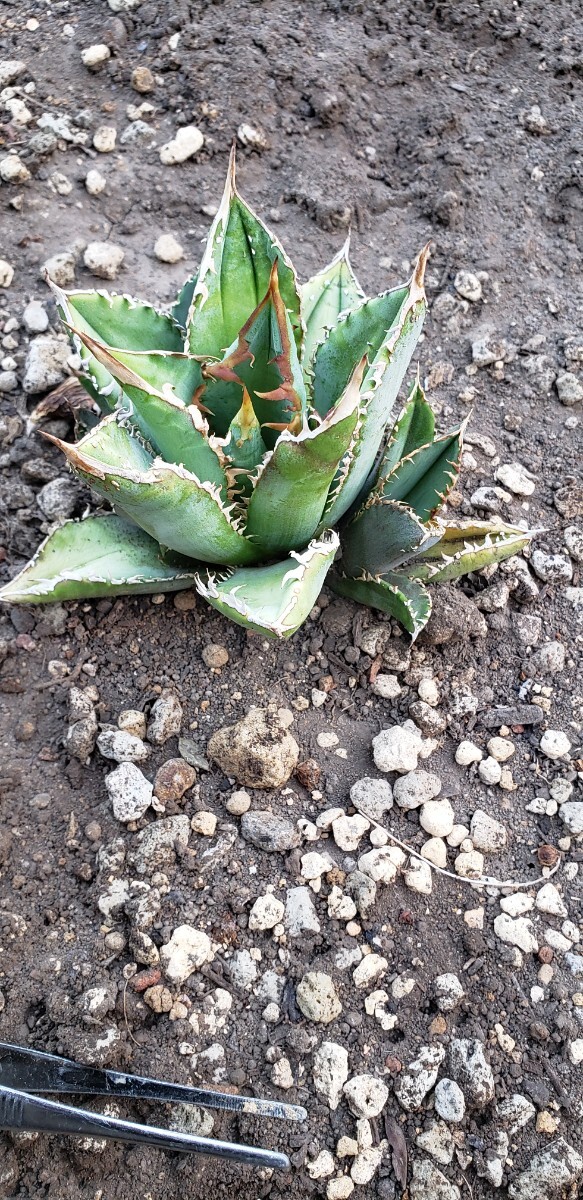 Agave titanota Sierra mixteca compacta GGの画像4