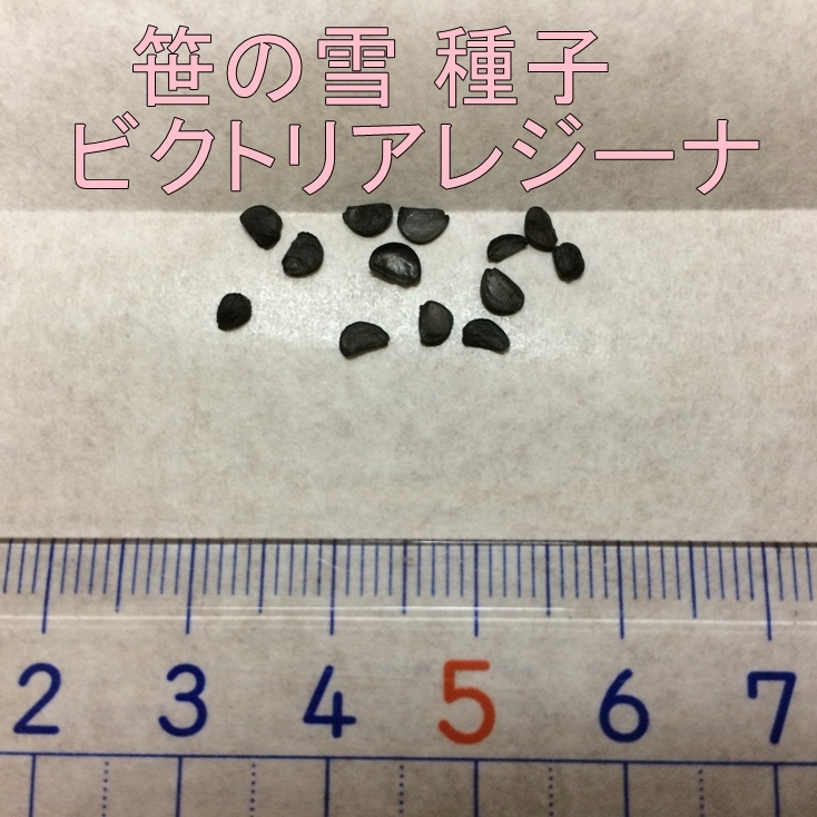 アガベ 笹の雪 種子20粒 タネ 多肉植物 種 ビクトリアレジーナの画像2