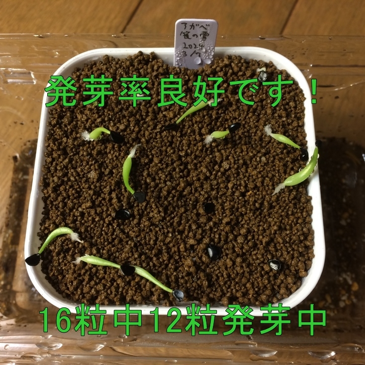 アガベ 笹の雪 種子20粒 タネ 多肉植物 種 ビクトリアレジーナの画像4