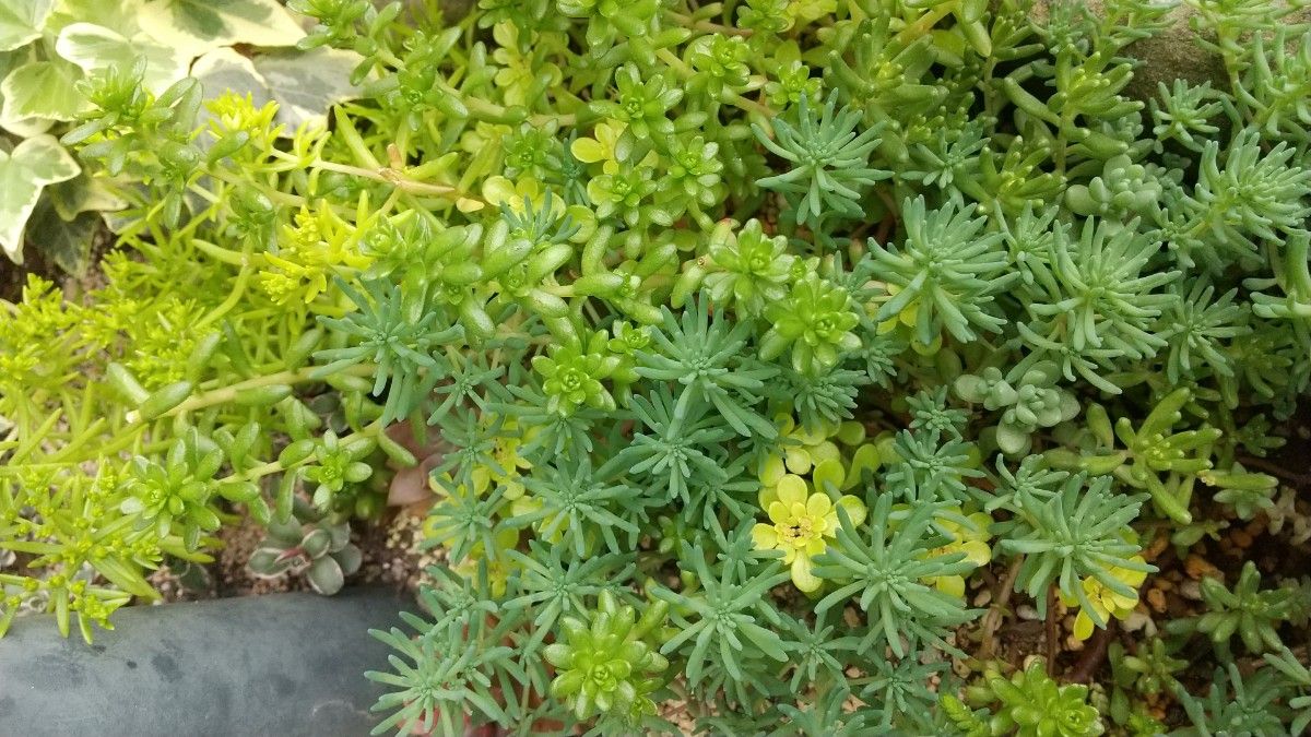 多肉植物 エケベリア 群生 特大