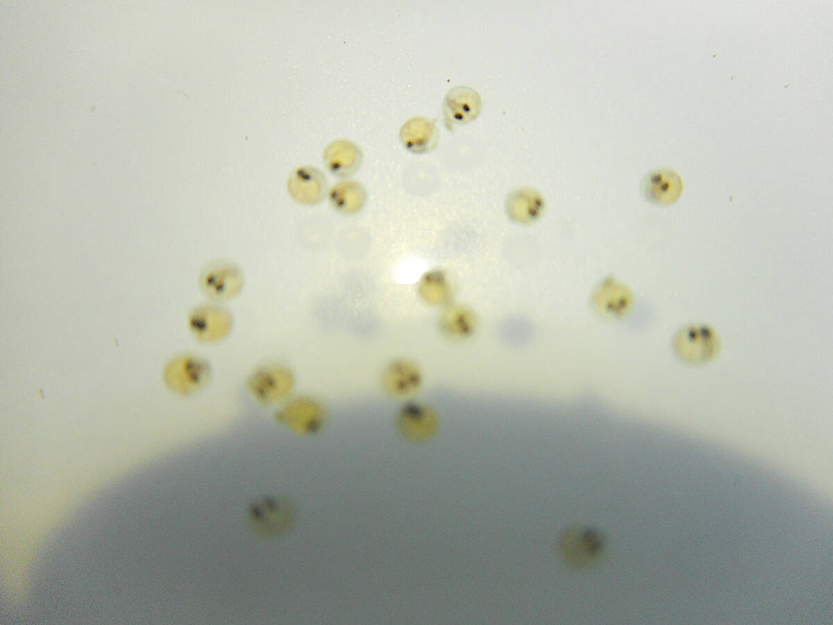 【福寿メダカ】雲州三色メダカの有精卵５０個＋α ＃１_発眼した有精卵を発送いたします。