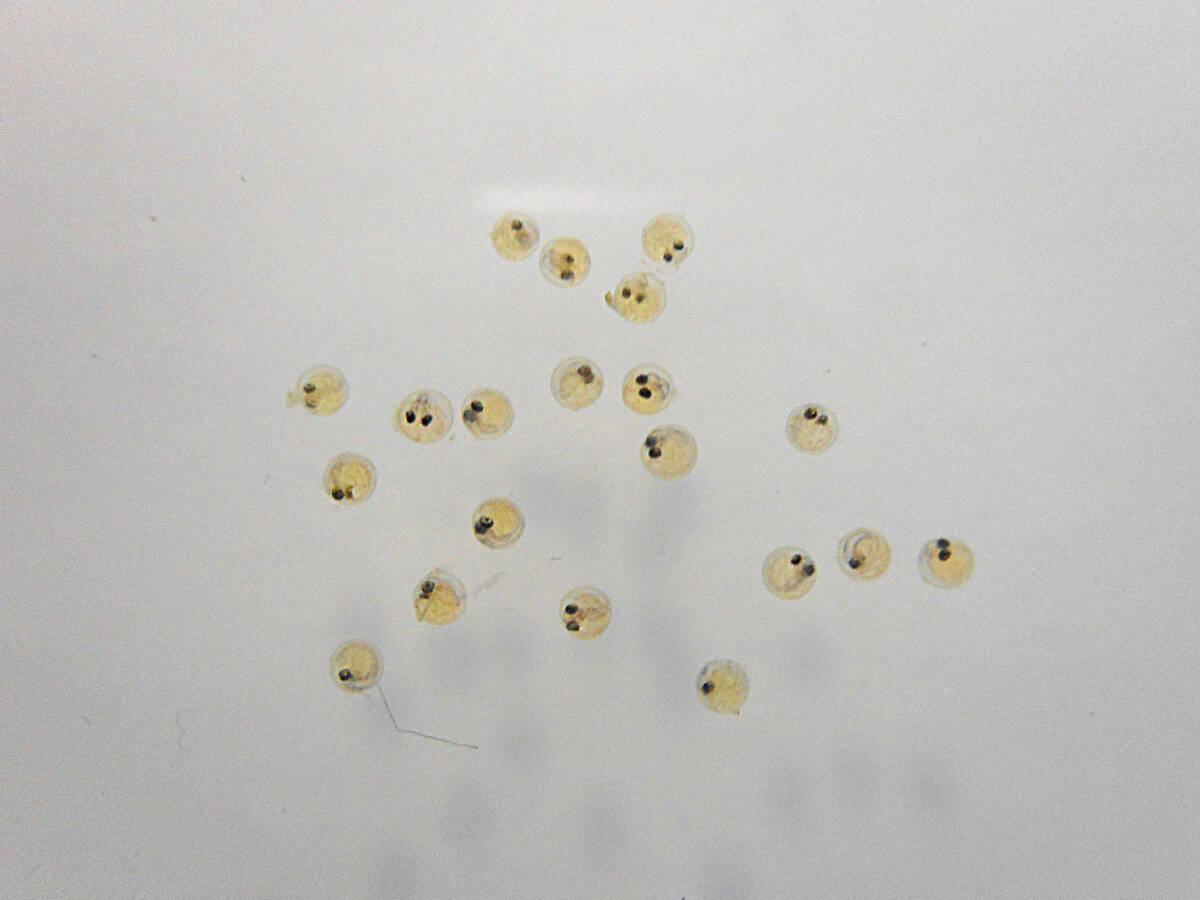 【福寿メダカ】雲州三色メダカの有精卵５０個＋α ＃２_発眼した有精卵を発送いたします。