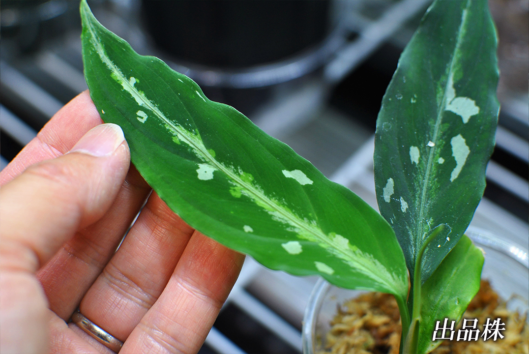 極細葉 アチェ産 Aglaonema pictum “Narrow leaf” アグラオネマピクタム 増殖株の画像8