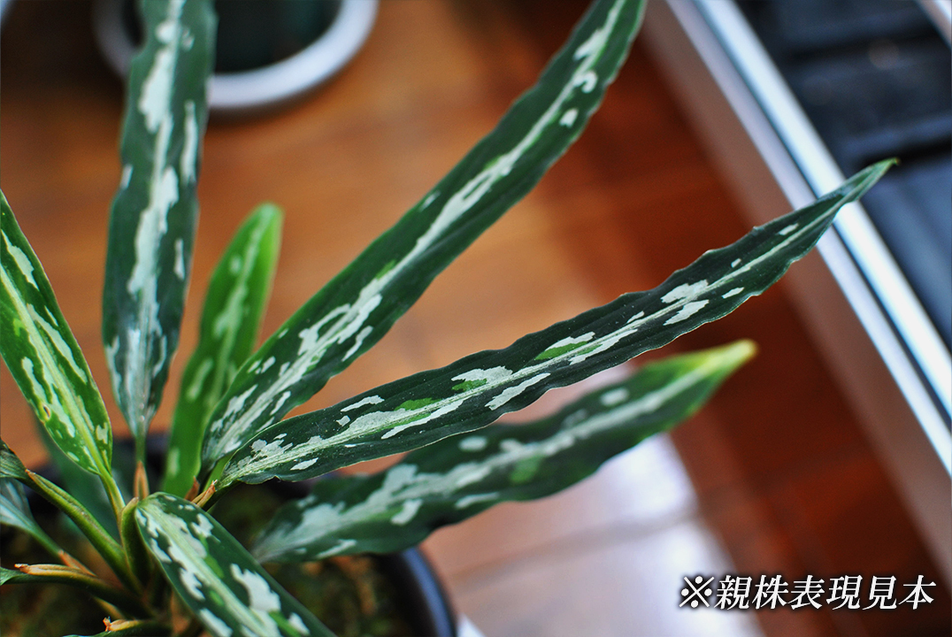 極細葉 アチェ産 Aglaonema pictum “Narrow leaf” アグラオネマピクタム 増殖株の画像6