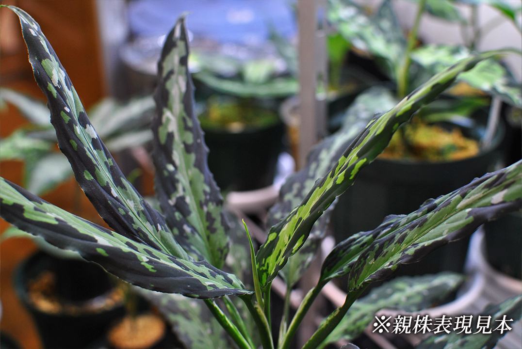 Aglaonema pictum tricolor “King of Green Shade” 個人輸入株 アグラオネマ ピクタムの画像4