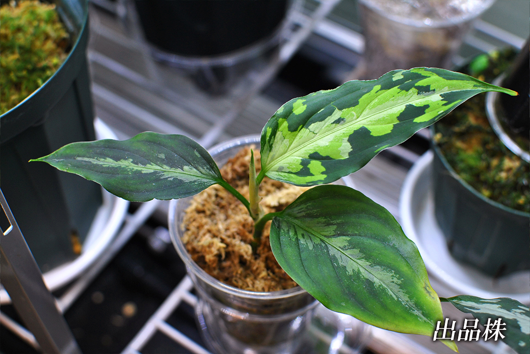 Aglaonema pictum "type EUREKA-7" from Pulau Nias 【AZ0710-9】AZ便 ネームド 増殖株 の画像3