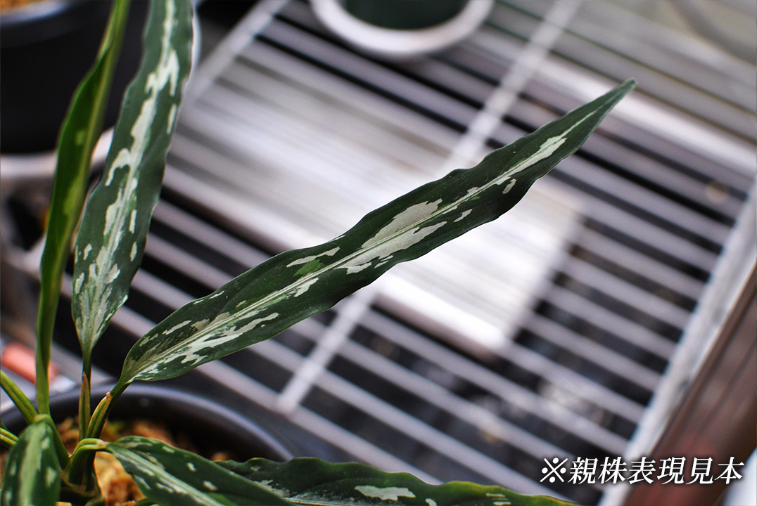 極細葉 アチェ産 Aglaonema pictum “Narrow leaf” アグラオネマピクタム 増殖株の画像4
