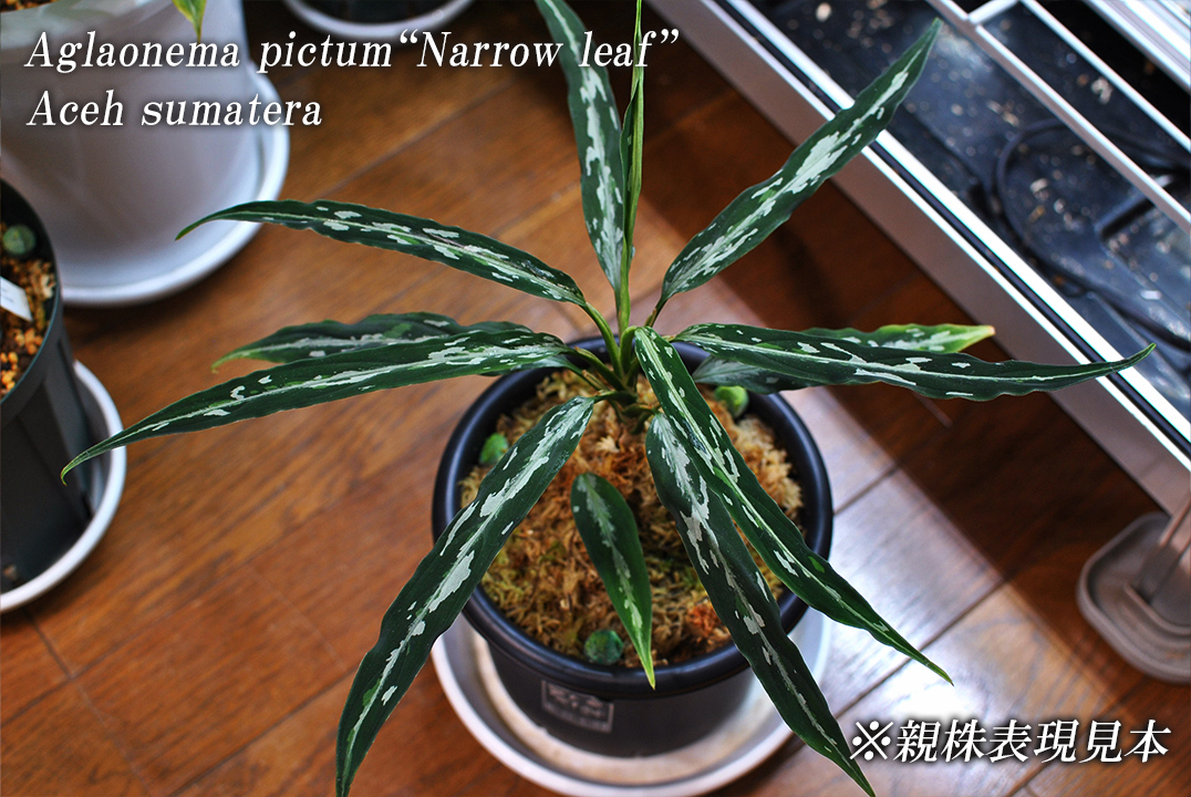 極細葉 アチェ産 Aglaonema pictum “Narrow leaf” アグラオネマピクタム 増殖株の画像1