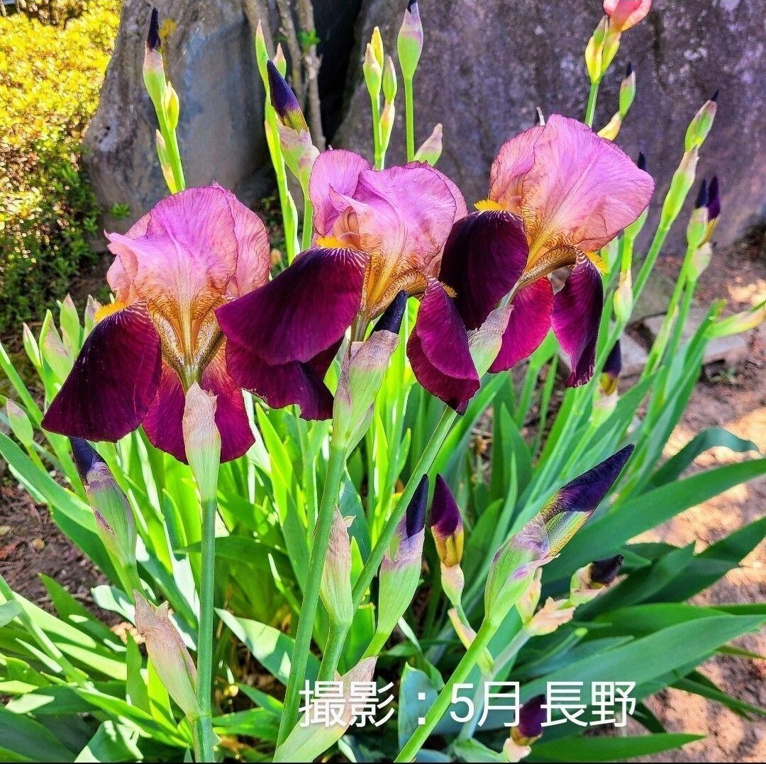 ジャーマンアイリス 球根 苗 アイリス 信州産 自然栽培 赤紫 バイカラー 花の画像1