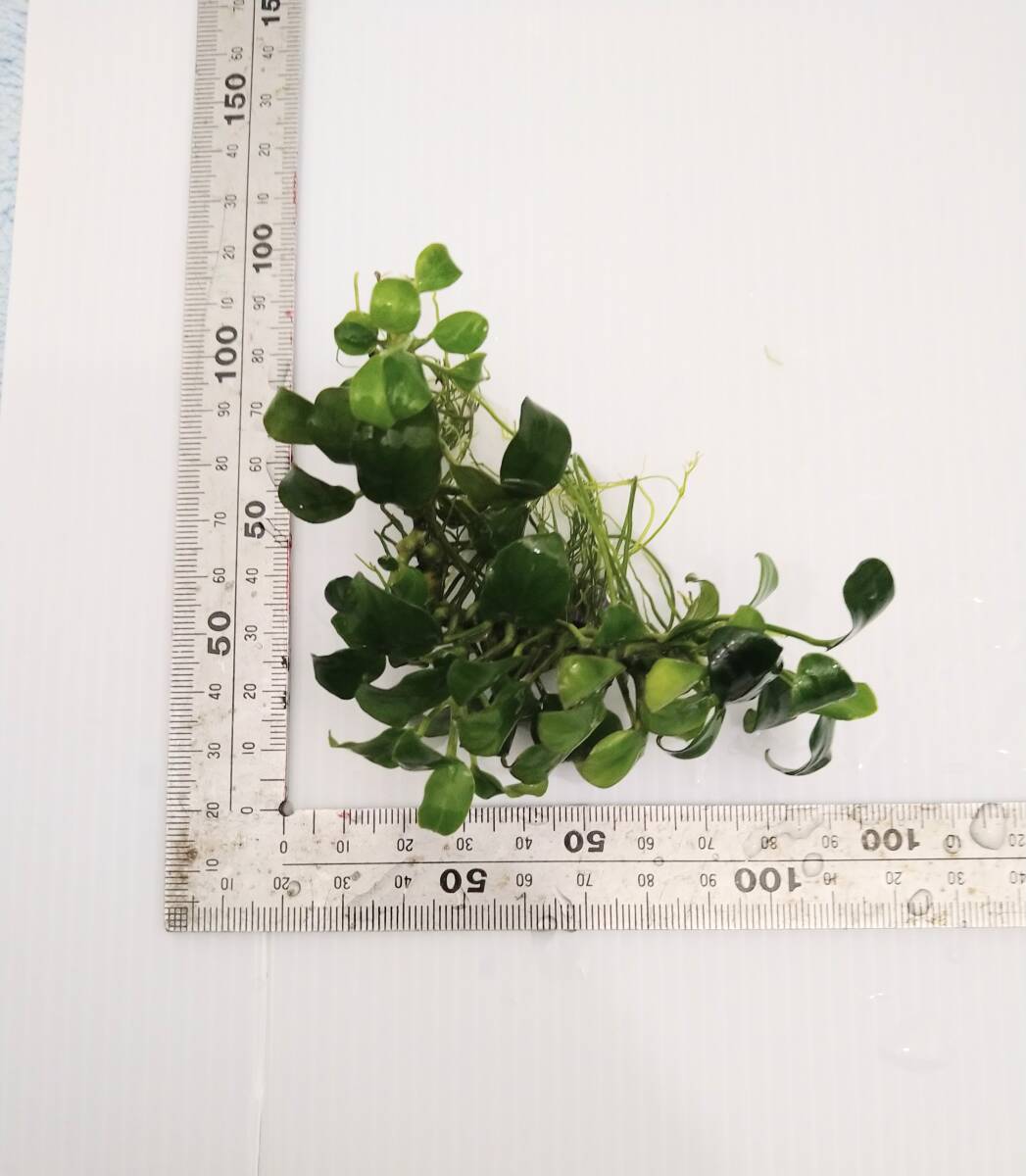  Anubias nana small complete underwater leaf less pesticide middle stock 