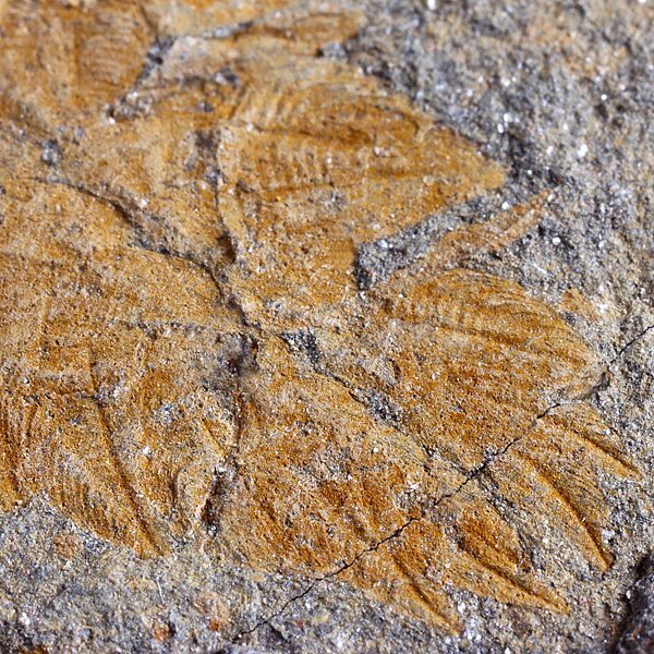 *** fossil . shape animal *** rare specimen Plumulites tafennaensis *