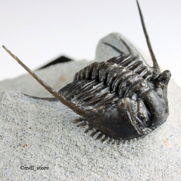 Yahoo!オークション - 化石 三葉虫 高品質 Leonaspis spinicurva Yahoo!オークション - 化石 三葉虫 高品質 Leonaspis spinicurva