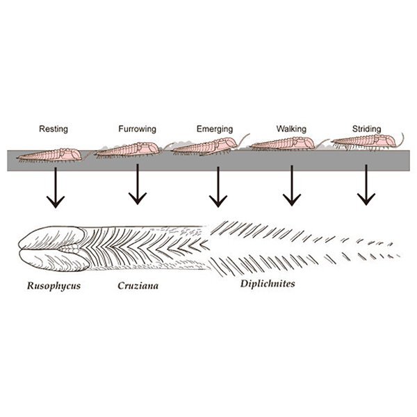 ●●●化石 三葉虫の這い跡●●●稀少標本! Diplichnites + ヒトデ!? ●