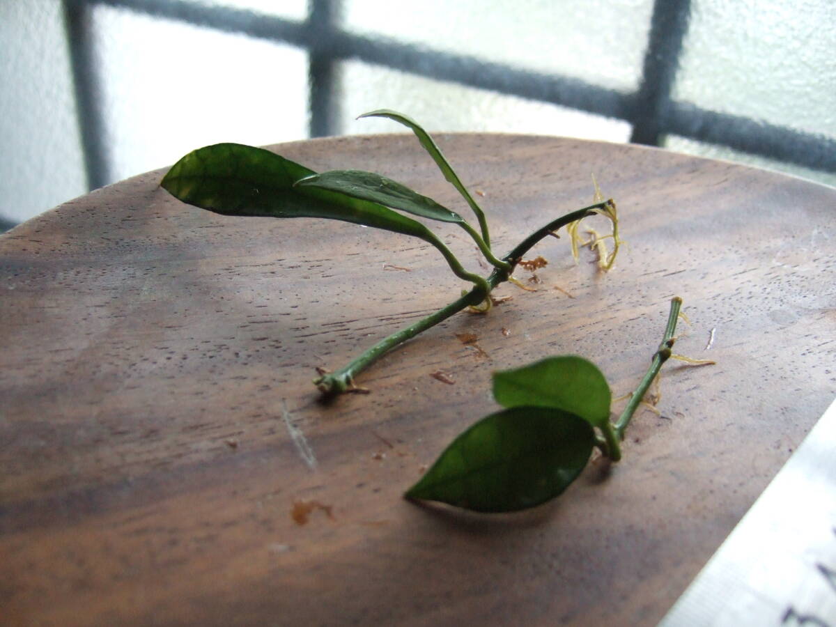 ホヤ ラクノーサ 発根苗 ２本 ハイドロカルチャーにも Hoya lacunosa 香りのよい花が咲きます サクララン 送料￥110の画像4