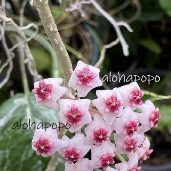 ホヤ　オボバタ　バリエガータ　Hoya obovata　ポットのまま発送　斑入り　送料￥110_オボバタ　バリエガータの花