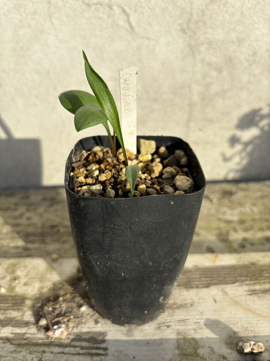 Lilium canadense リリウム・カナデンセ 北米の原種ユリの画像2