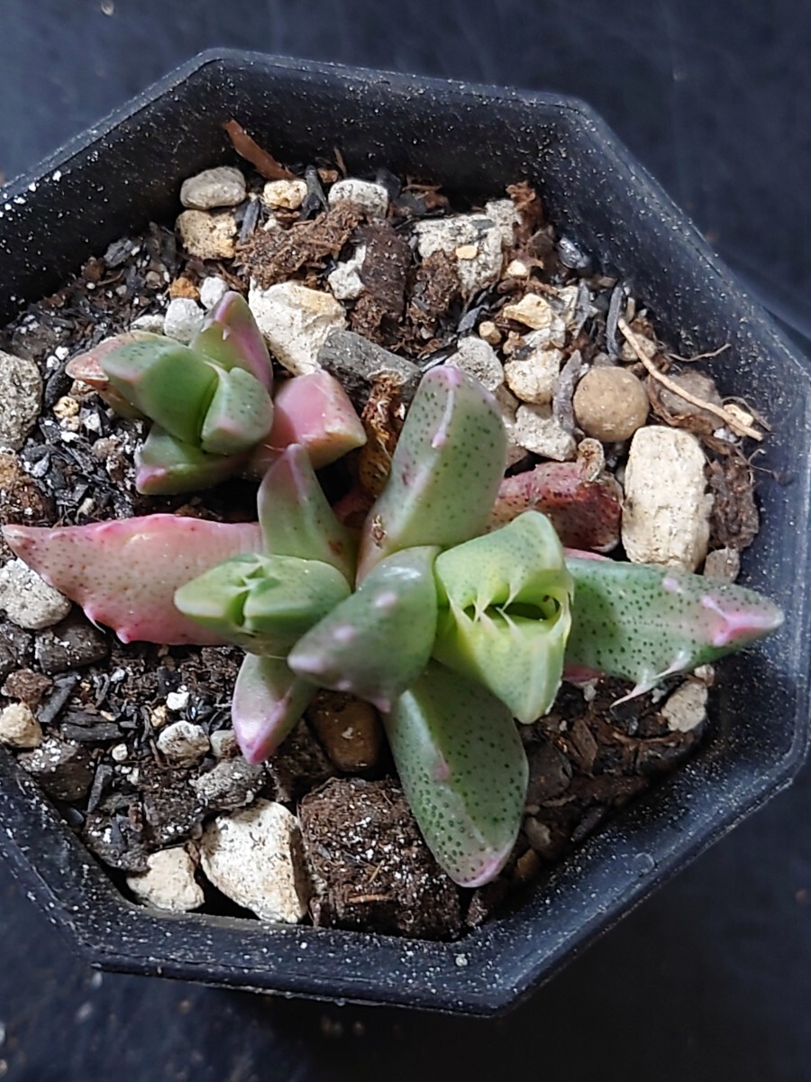 多肉植物 韓国苗　四海波錦_直径6cmの鉢で撮影