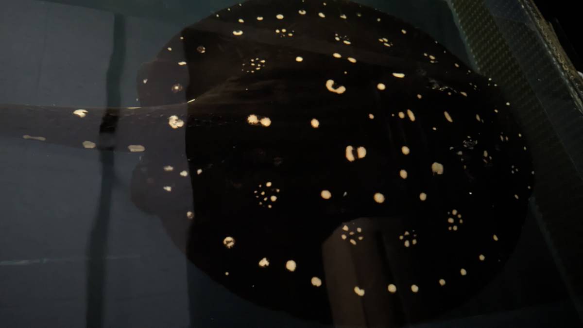 純血  ダイヤモンドポルカ ビッグサイズ メス♀ 胎盤約５１ｃｍ 全長約８２ｃｍ  アロワナ 引取り限定 （愛知）の画像4