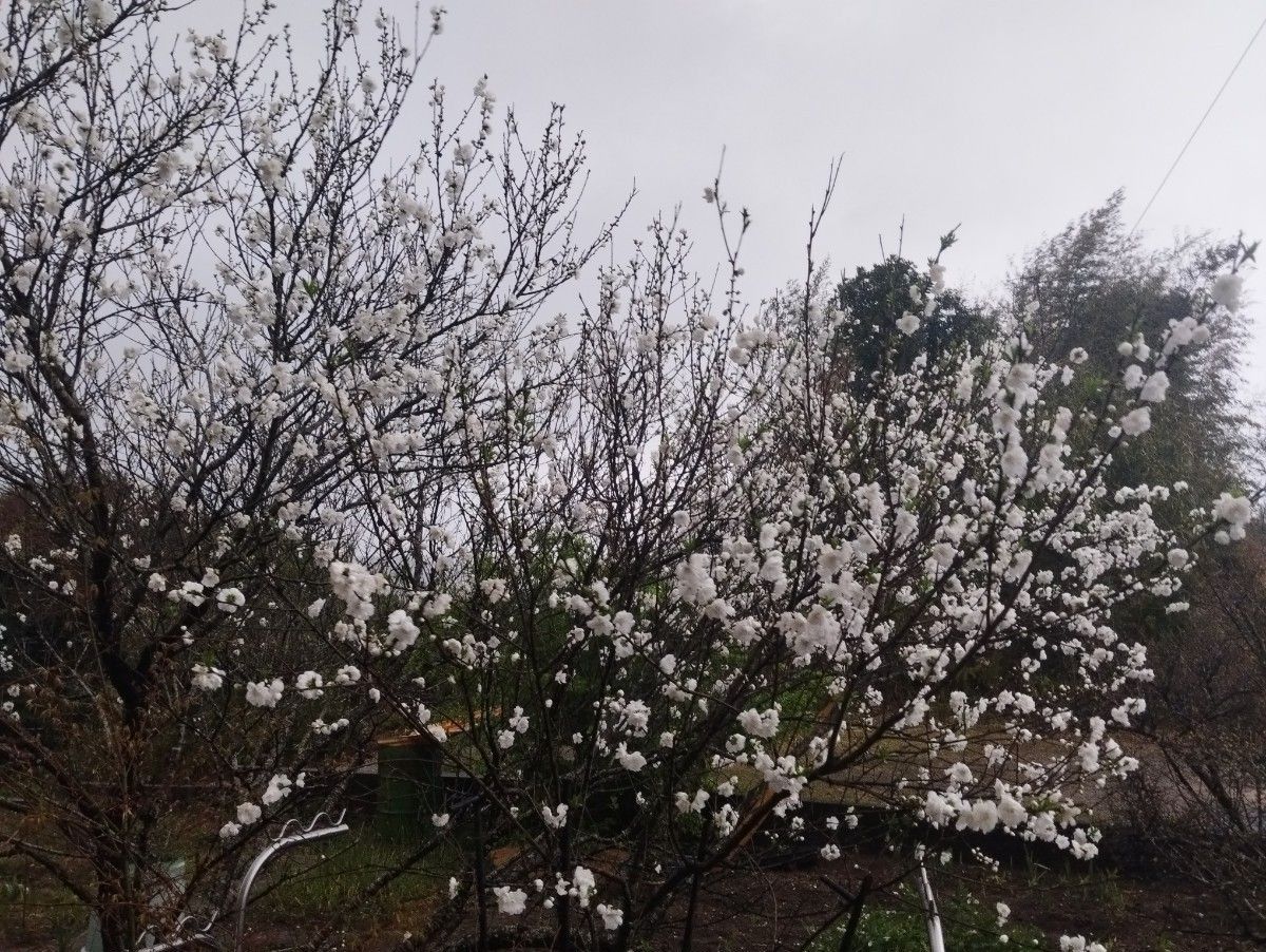 源平花桃の白の苗木1株