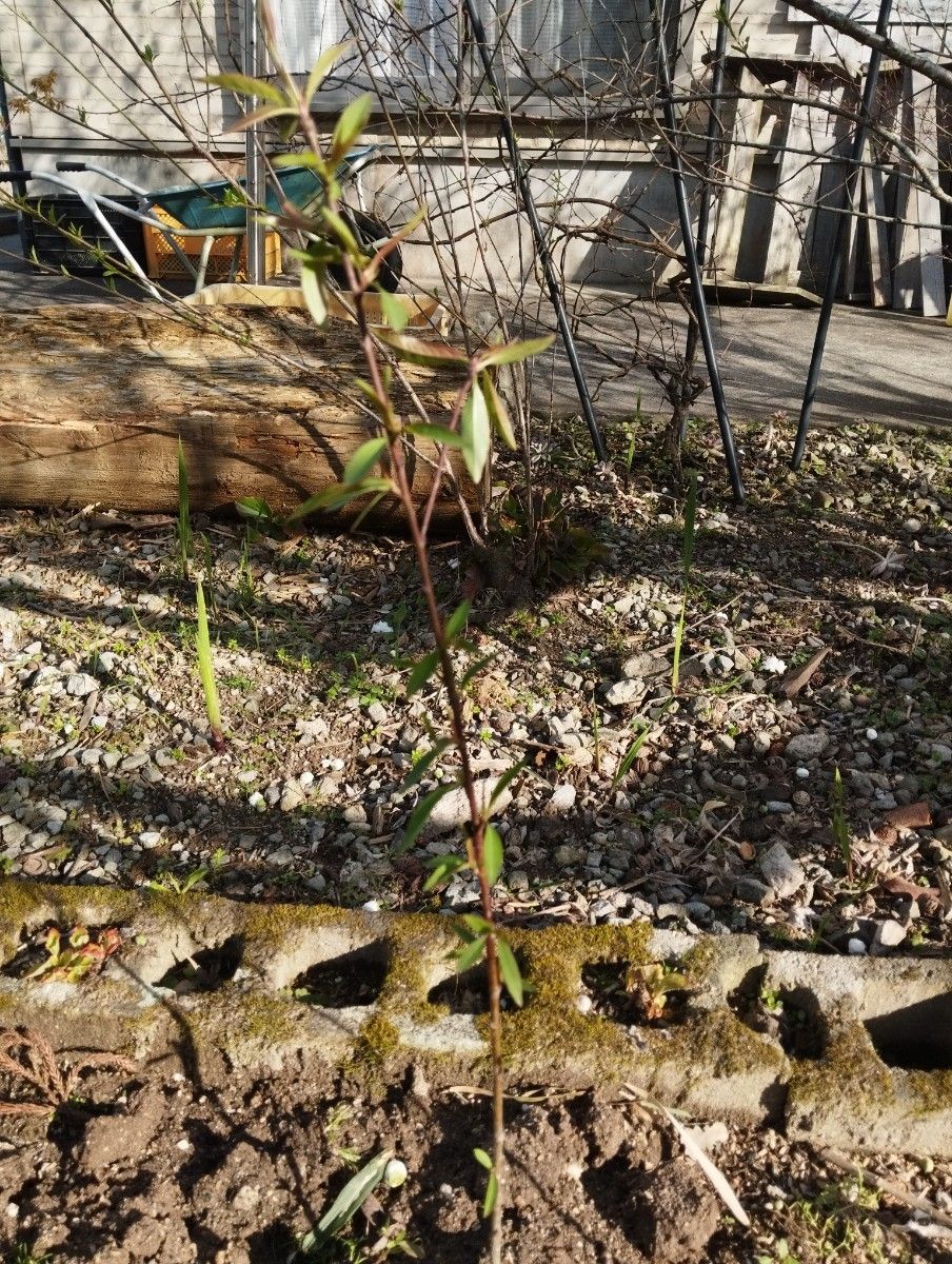 源平花桃の白の苗木1株