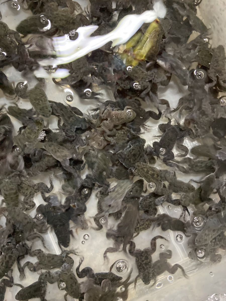 100匹売り　アフリカツメガエル 約2〜3cm 活餌 生き餌 観賞魚 　同梱可　カエル_画像1
